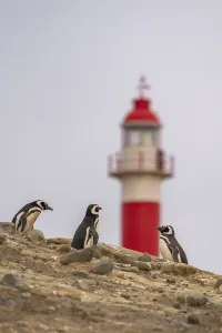 Magellanic penguins (Spheniscus magellanicus)