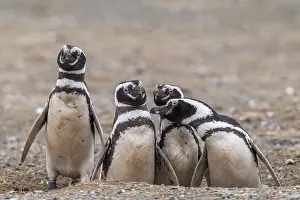 Magellanic penguins (Spheniscus magellanicus) in the Penguin National Park on Magdalena Island