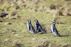 Magellanic penguins (Spheniscus magellanicus) walking