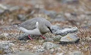 Magellanic Plover (Pluvianellus socialis)