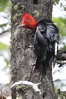 Magellanic Woodpecker, Campephilus magellanicus