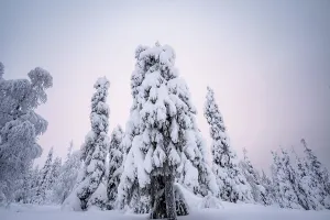 A magical winter forest with dense