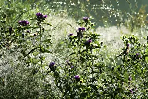 Magnificence of living mountain meadow