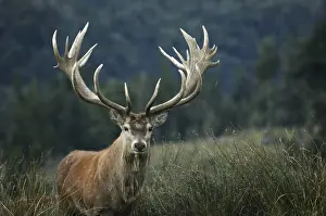 Magnificent 21 point red deer stag rated at 430 SCI