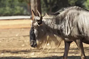 Magnificent animals in the Israeli zoo Safari