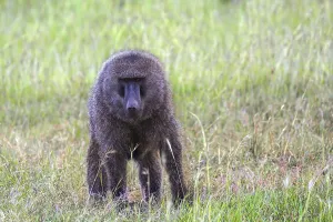 Magnificent baboon. The trip to the African savannah