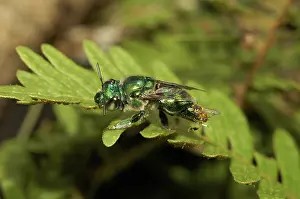 Magnificent bee is attacked by Stingless bee (Euglossa sp)