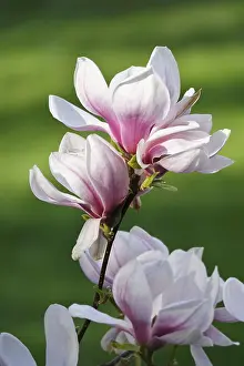 Magnificent blossom of the magnolia