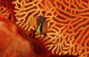 Magnificent dwarf perch, Pseudochromis splendens