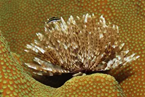 Magnificent Feather Duster (Sabellastarte magnifica) on stony coral