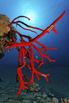 Magnificent Fire Sponge (Latrunculia magnifica)