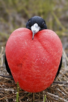 Magnificent fregate bird (Fregata magnificens) sitting on brushwood and mating with bloated throat pouch