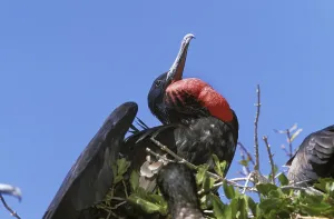 Magnificent Frigatebird (fregata magnificens)