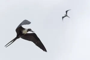Magnificent frigatebird (Fregata magnificens) in flight