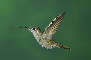 Magnificent Hummingbird (Eugenes fulgens)