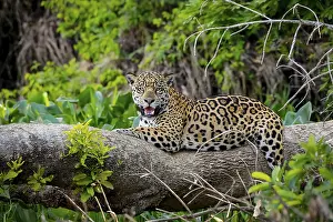 Magnificent Jaguar resting on a tree trunk at the river edge