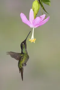 Magnificent magnificent hummingbird (Eugenes fulgens)