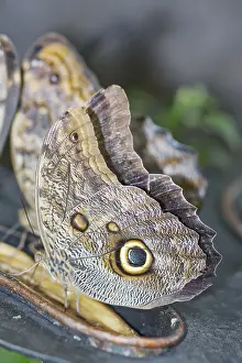 Category Wildlife DE Prints: Magnificent Owl butterfly (Caligoeurilochus sulanus)