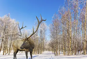 Magnificent reindeer on ski road in the snow-covered aspen grove
