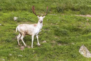 Magnificent spotted deer with huge beautiful horns poses for the photographer