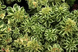 Magnificent stonecrop