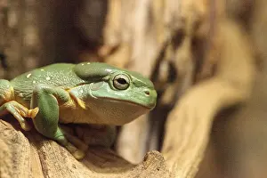 Magnificent tree frog Litoria splendida can be found in Australia and can be found in caves