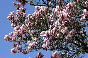 Magnolia flower, saucer magnolia (Magnolia x soulangeana)<br> Magnolia flower