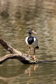 Magpie Goose (Anseranas semipalmata)