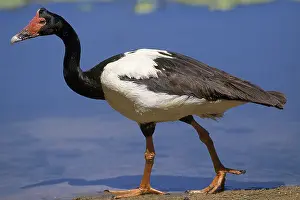 MAGPIE GOOSE (anseranas semipalmata)