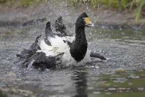 Magpie Goose (Anseranas semipalmata)