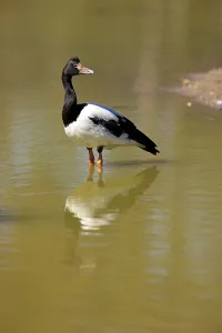 Magpie goose (Anseranas semipalmata)