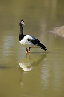 Magpie Goose (Anseranas semipalmata)