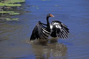 Magpie Goose (anseranas semipalmata)
