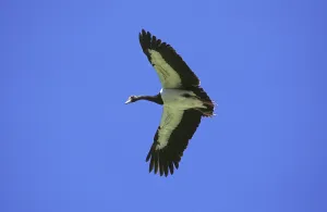 Magpie Goose (anseranas semipalmata)