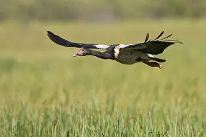 Magpie Goose (Anseranas semipalmata) flying