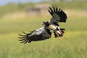 Magpie Goose (Anseranas semipalmata) landing