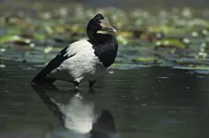Magpie Goose (Anseranas semipalmata) standing in water