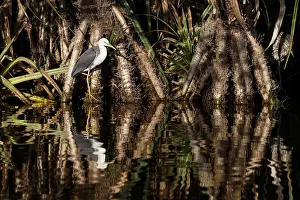 A magpie heron sits on the water in Kakadu National Park