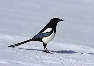 Magpie, Pica pica magpie, standing in the snow