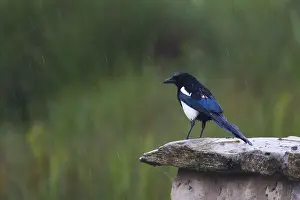 Magpie (pica pica) standing on a wall in the rain