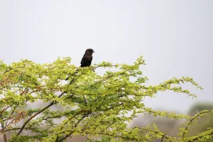 Magpie Shrike (Lanius melanoleucus)