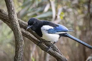 Magpie sitting on a branch with contrasting blue
