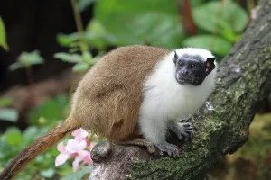 Magpie Tamarin (Saguinus bicolor)