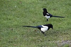 Two magpies (Pica pica) at a bird feeder in the garden