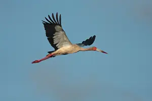 Maguari Stork (Ciconia maguari) adult