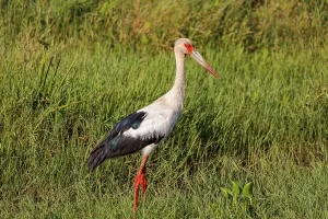 Maguari stork foraging in green grass