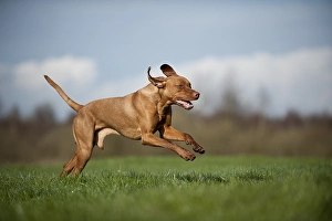 Magyar Vizsla dog running across a meadow