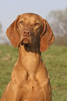 Magyar Vizsla, portrait, head shot