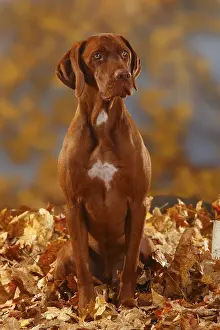 Magyar Vizsla, Shorthaired Hungarian Pointers