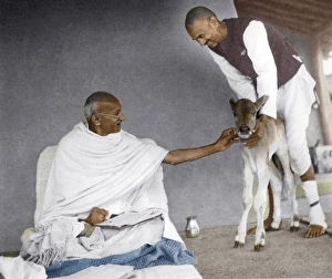 Mahatma Gandhi fondling calf in Satyagraha Ashram, Wardha, Maharashtra, India, Asia, 1937, Asia